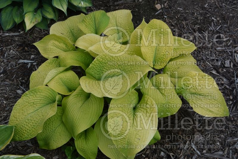 Hosta Golden Sculpture (Hosta funkia august lily) 2 