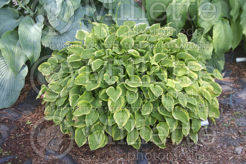 Hosta Golden Tiara (Hosta funkia august lily) 1 