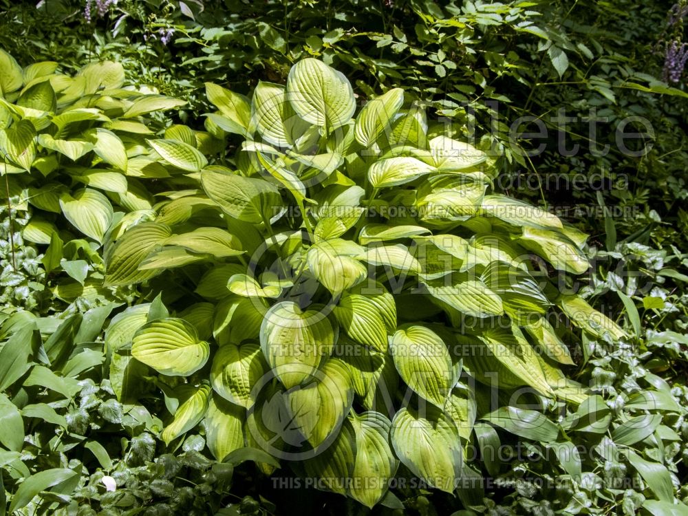 Hosta Gold Standard (Hosta funkia august lily) 2