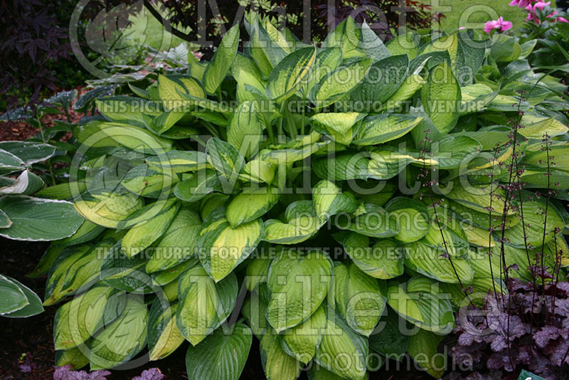 Hosta Gold Standard (Hosta funkia august lily) 1