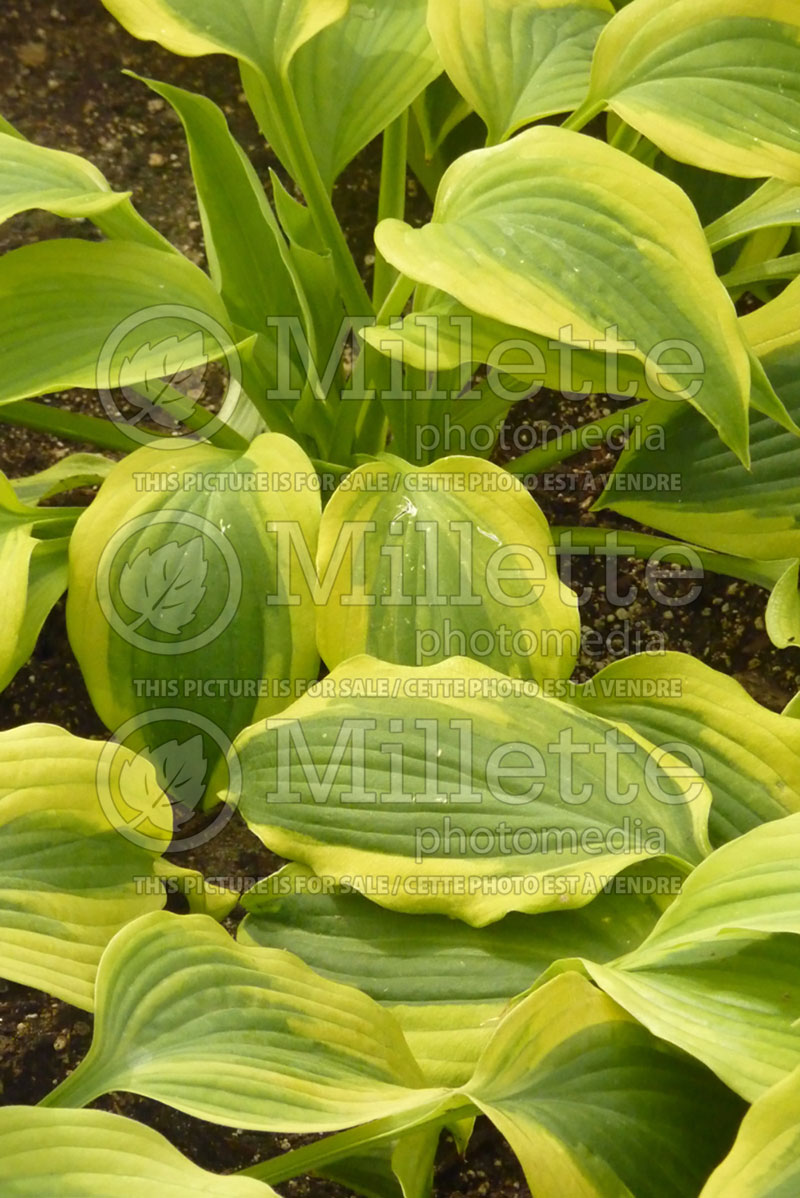 Hosta Goodness Gracious (Hosta funkia august lily) 1 