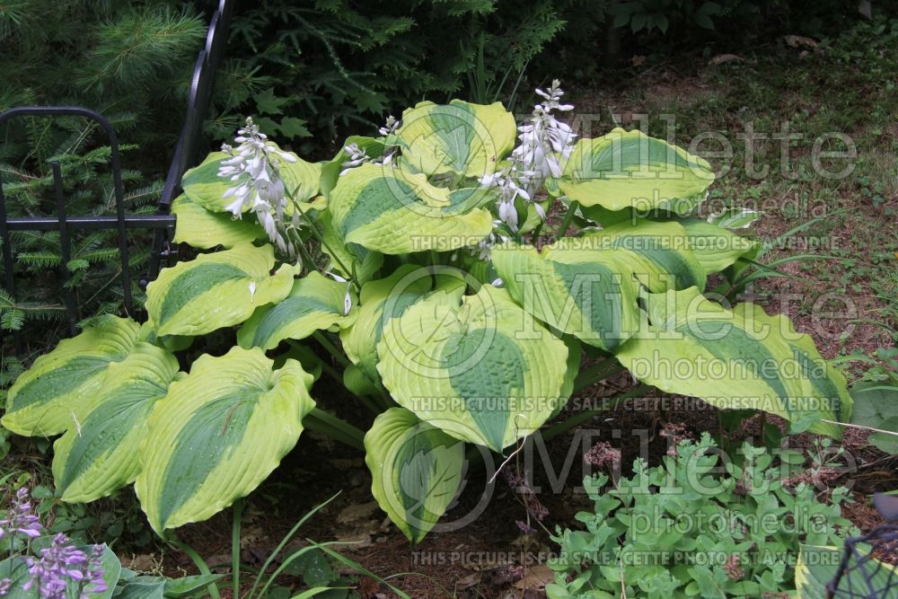 Hosta Goodness Gracious (Hosta funkia august lily) 4 