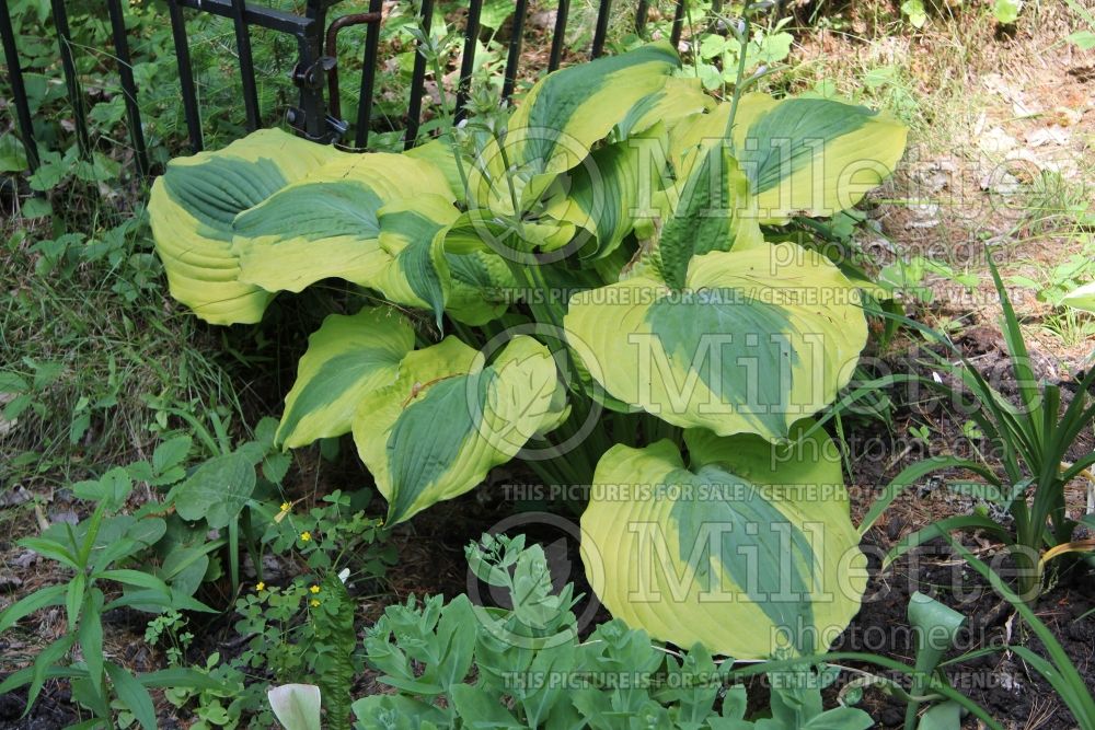 Hosta Goodness Gracious (Hosta funkia august lily) 2 