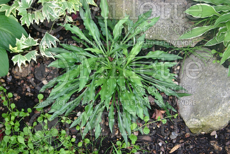 Hosta gracillima aka Hime Iwa Giboshi (Hosta funkia august lily) 1