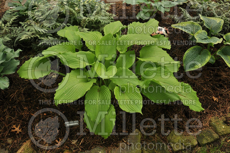 Hosta Grand Canyon (Hosta funkia august lily) 1 