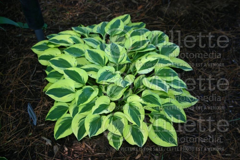 Hosta Grand Prize (Hosta funkia august lily) 1 