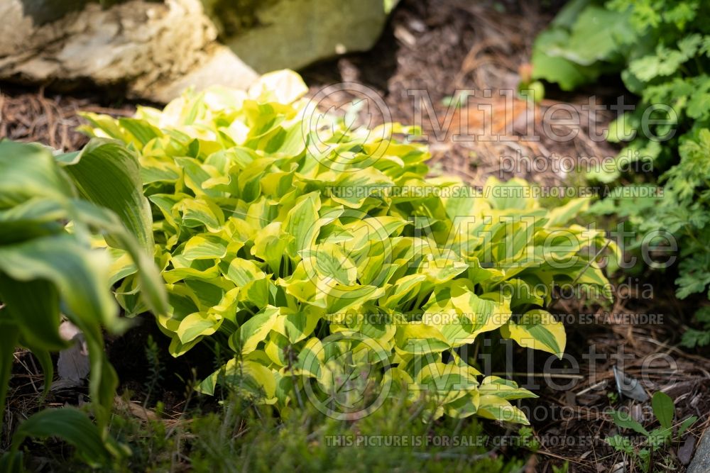 Hosta Grand Prize (Hosta funkia august lily) 3