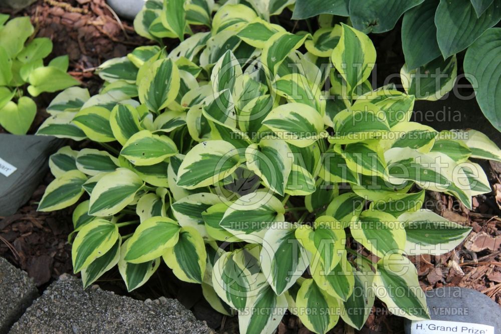 Hosta Grand Prize (Hosta funkia august lily) 2 