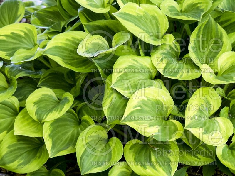 Hosta Grand Tiara (Hosta funkia august lily) 2 