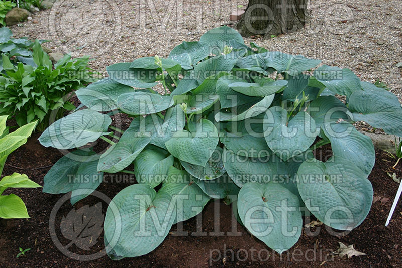 Hosta Gray Cole (Hosta funkia august lily)  