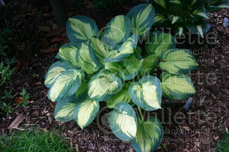 Hosta Great American Expectation (Hosta funkia august lily) 1 