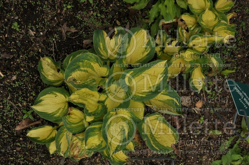 Hosta Great American Expectation (Hosta funkia august lily) 2 