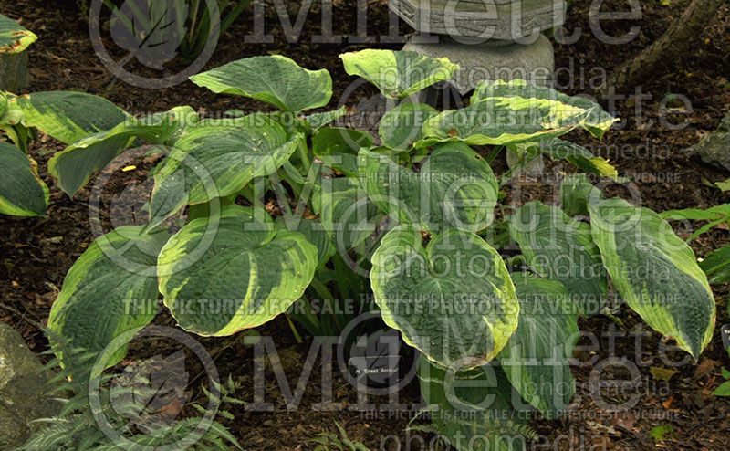 Hosta Great Arrival (Hosta funkia august lily)  2