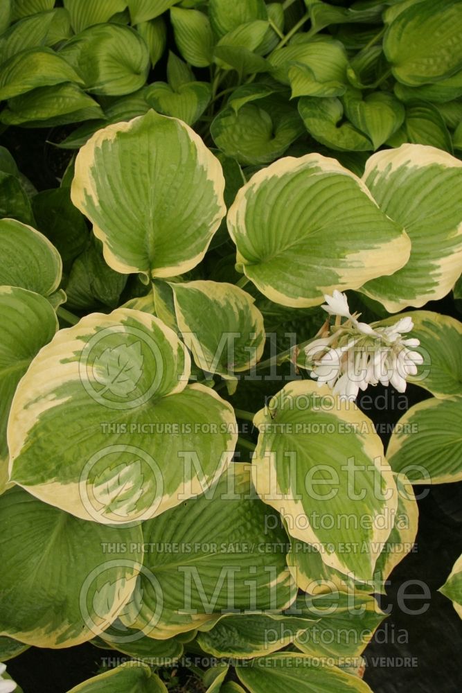 Hosta Great Arrival (Hosta funkia august lily)  3