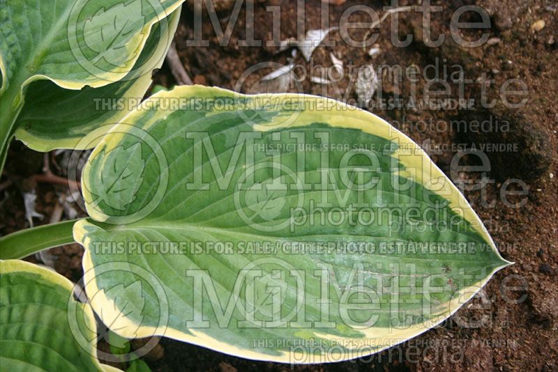 Hosta Great Arrival (Hosta funkia august lily)  5