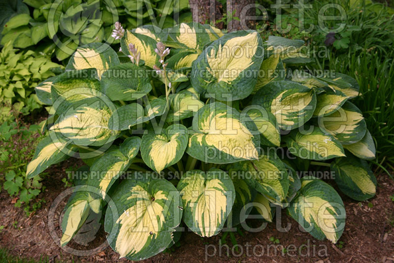 Hosta Great Expectations (Hosta funkia august lily) 1