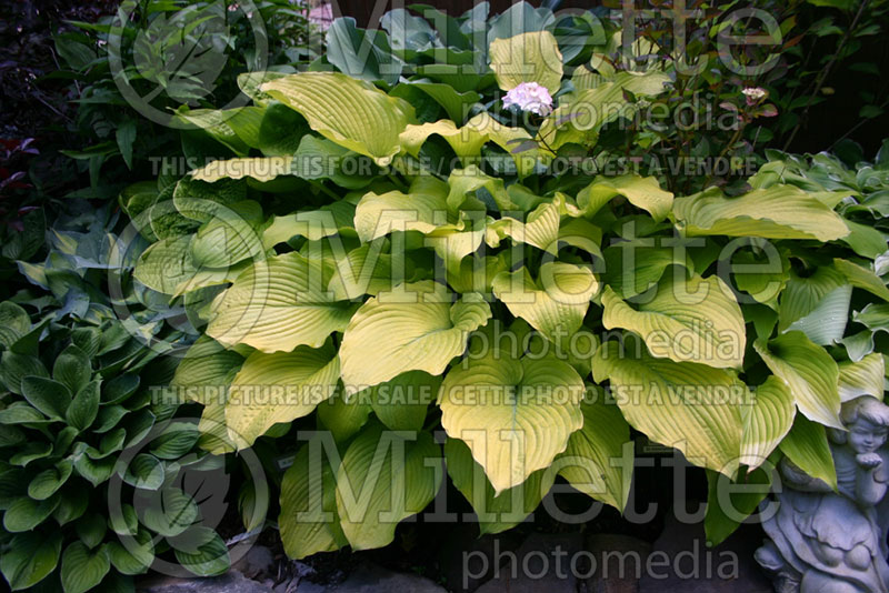 Hosta Great Lakes Gold (Hosta funkia august lily) 1