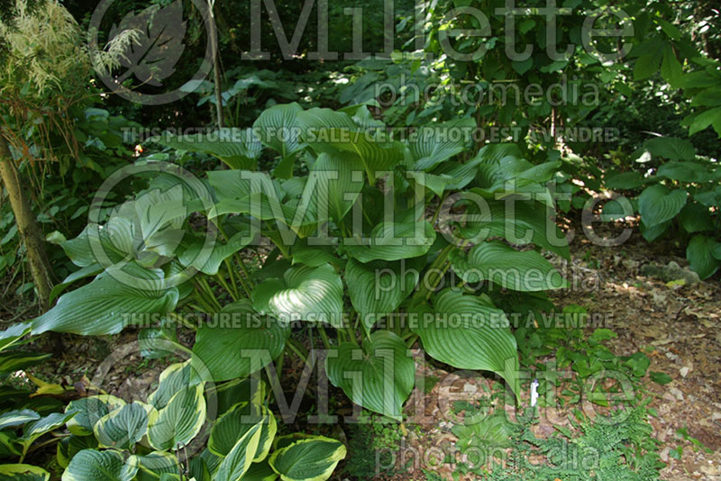 Hosta Green Dragonet (Hosta funkia august lily) 1