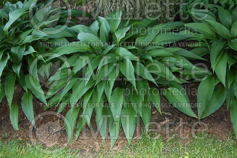 Hosta Green Fountain (Hosta funkia august lily) 1