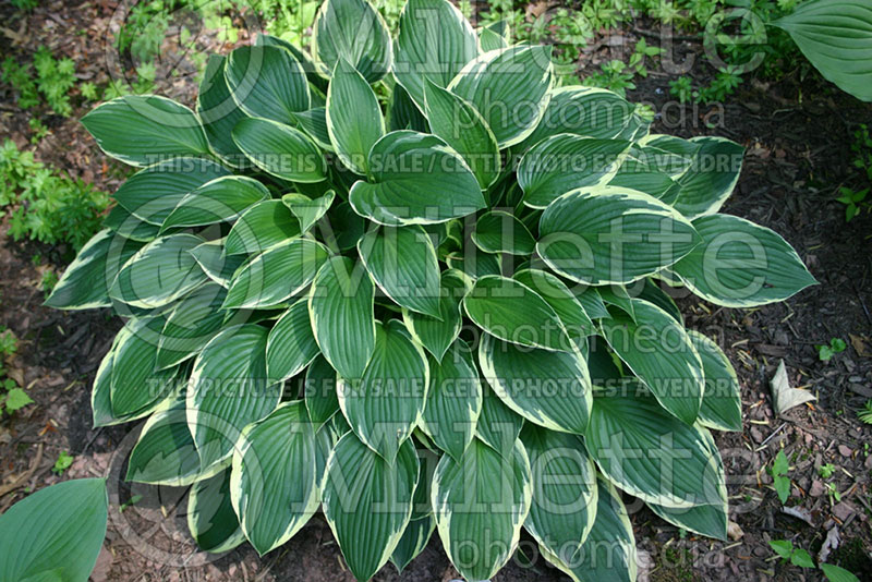 Hosta Green Gold (Hosta funkia august lily) 1