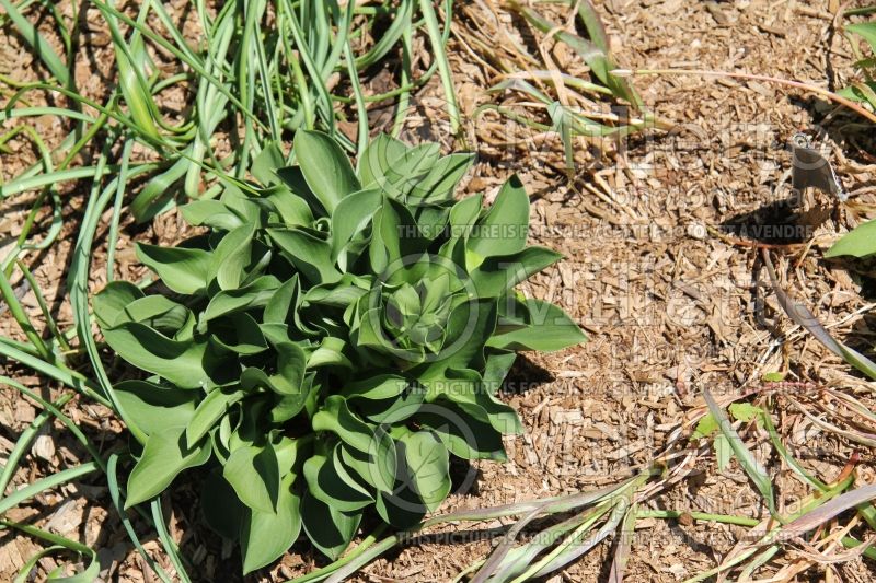 Hosta Green Mouse Ears (Hosta funkia august lily) 1 