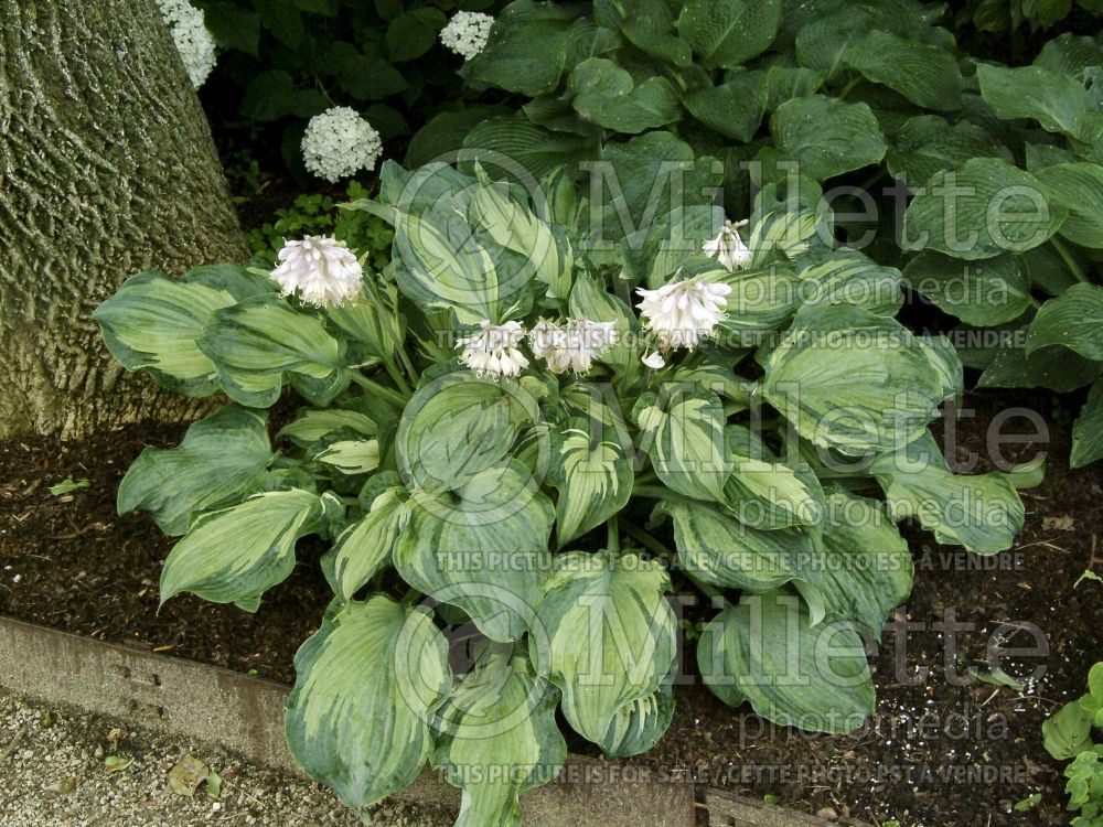 Hosta Guardian Angel (Hosta funkia august lily) 6 