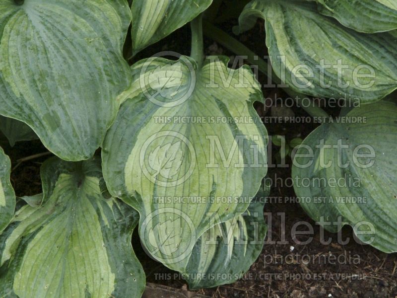 Hosta Guardian Angel (Hosta funkia august lily) 7 