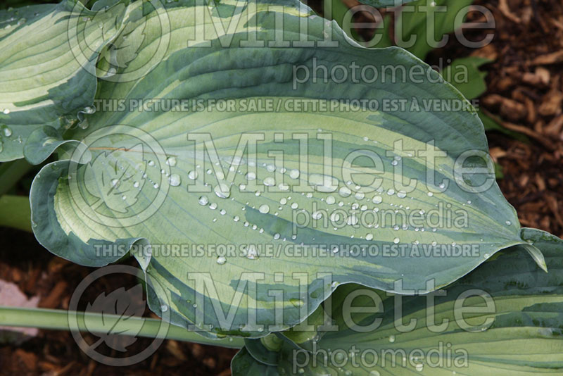 Hosta Guardian Angel (Hosta funkia august lily) 1 