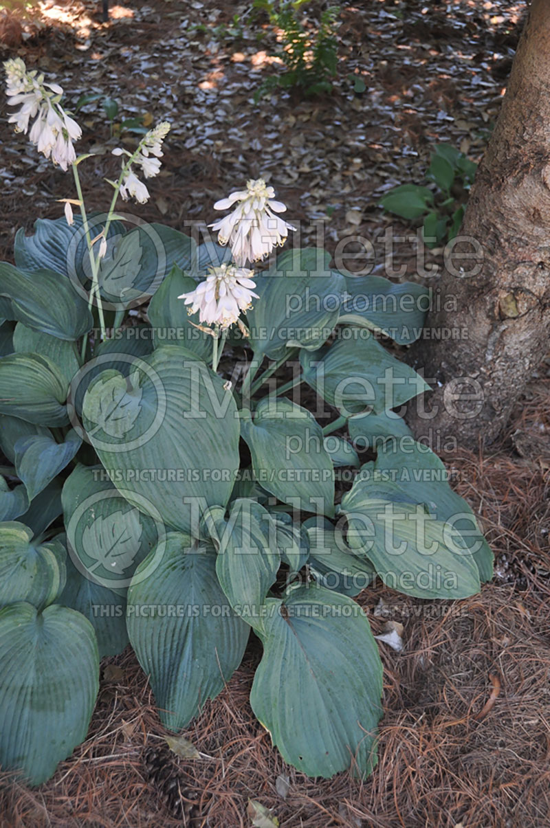 Hosta Guardian Angel (Hosta funkia august lily) 3 