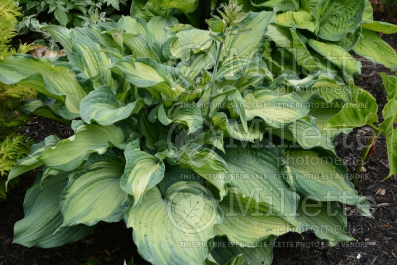 Hosta Guardian Angel (Hosta funkia august lily) 4 