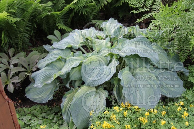 Hosta Guardian Angel (Hosta funkia august lily) 5 