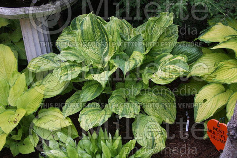 Hosta Gunther's Prize (Hosta funkia august lily) 1 