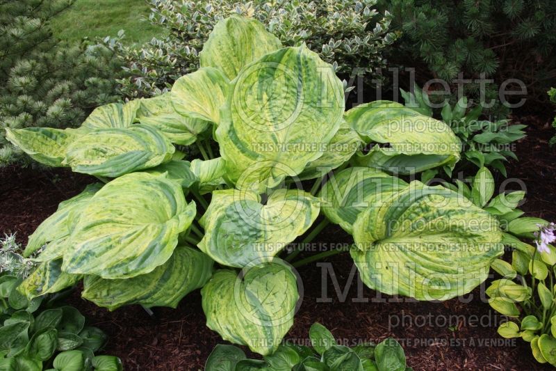 Hosta Gunther's Prize (Hosta funkia august lily) 2 