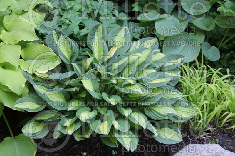 Hosta Gypsy Rose (Hosta funkia august lily) 3 