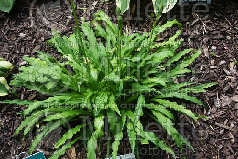 Hosta Hacksaw (Hosta funkia august lily) 1 