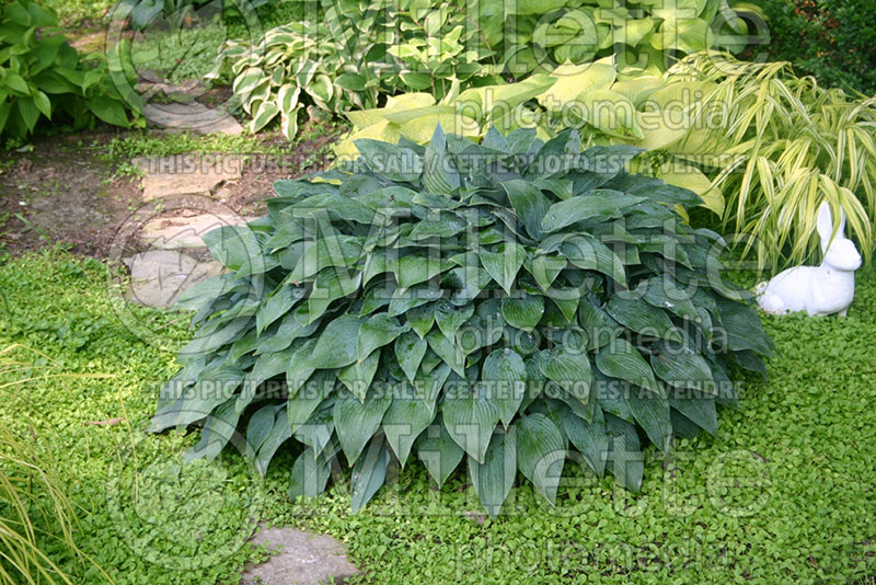 Hosta Halcyon (Hosta funkia august lily) 1