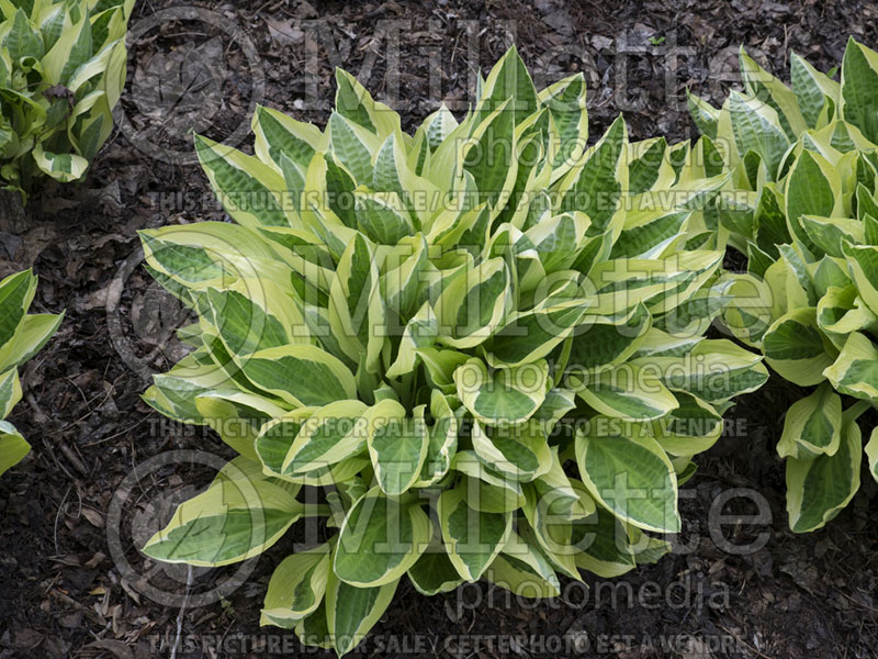 Hosta Hanky Panky (Hosta funkia august lily) 2 