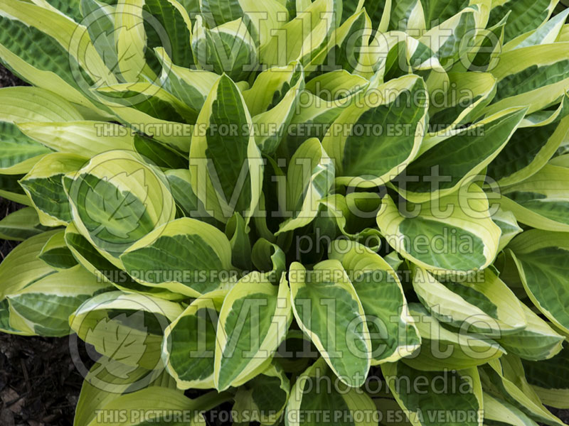 Hosta Hanky Panky (Hosta funkia august lily) 3 