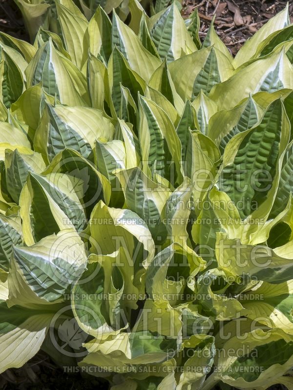 Hosta Hanky Panky (Hosta funkia august lily) 4 