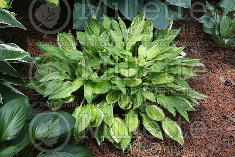 Hosta Hanky Panky (Hosta funkia august lily) 1 