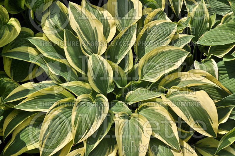 Hosta Happy Camper (Hosta funkia august lily) 1 