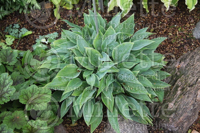 Hosta Harmony (Hosta funkia august lily) 1 