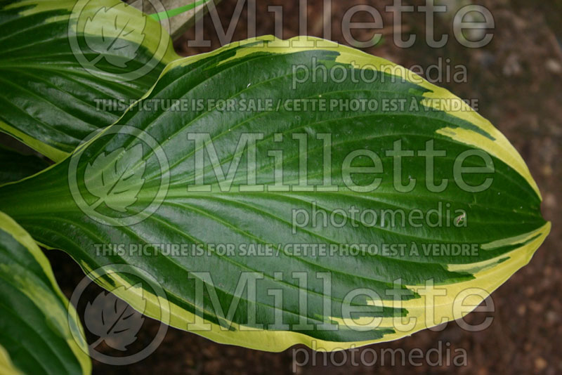 Hosta Harpoon (Hosta funkia august lily) 2 