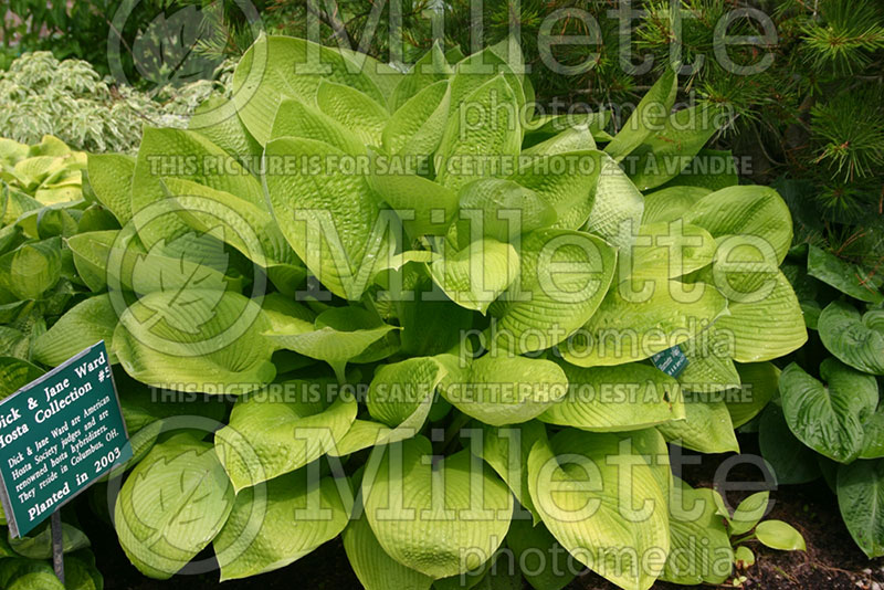 Hosta Harriette Ward (Hosta funkia august lily) 1