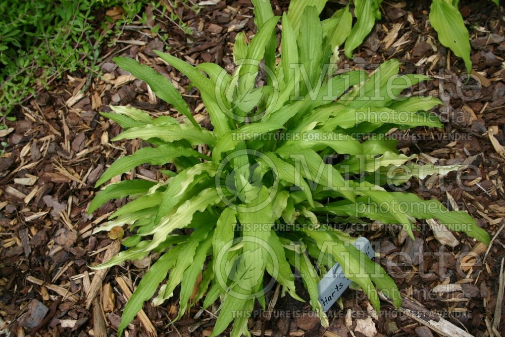 Hosta Hart's Tongue (Hosta funkia august lily) 1 