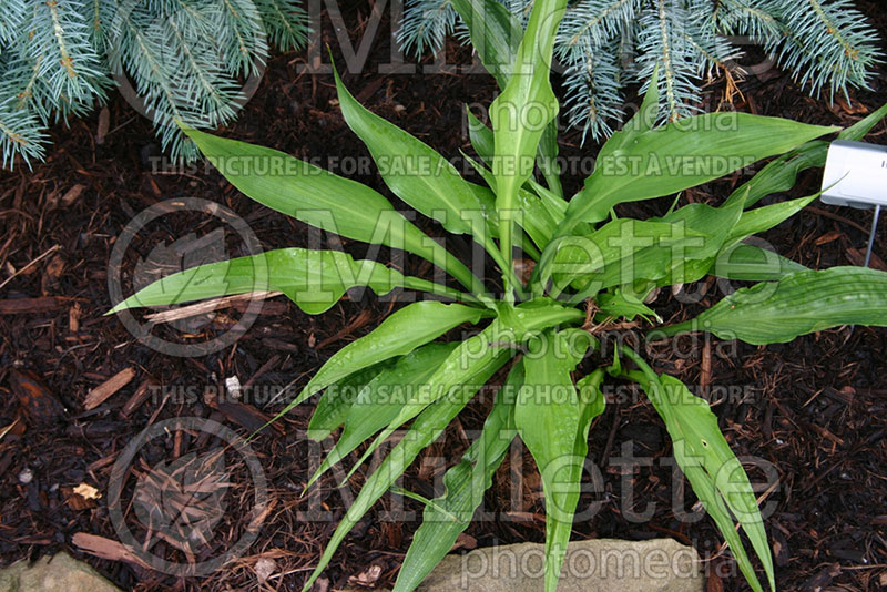 Hosta Harvest Dawn (Hosta funkia august lily) 1