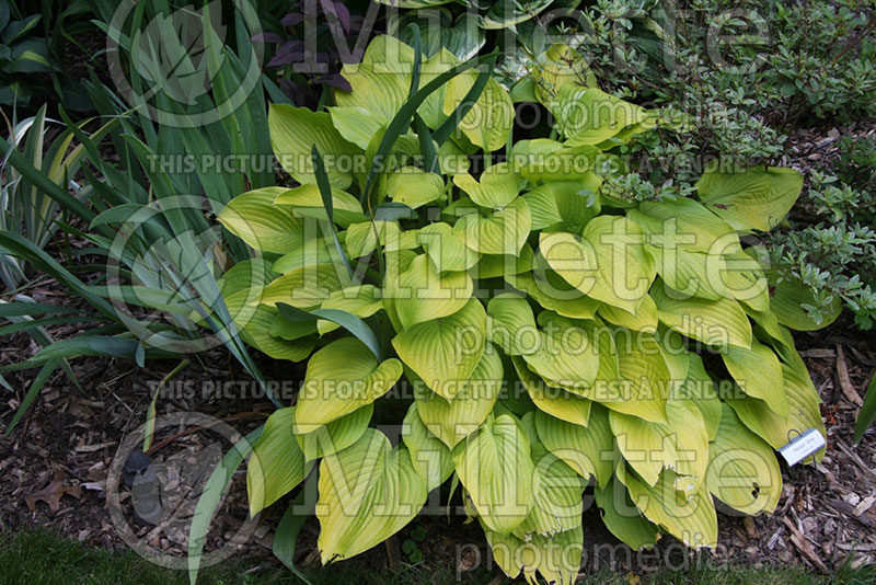 Hosta Harvest Glow (Hosta funkia august lily) 1