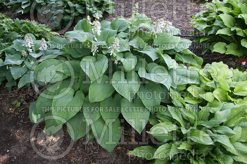 Hosta Headliner (Hosta funkia august lily) 1