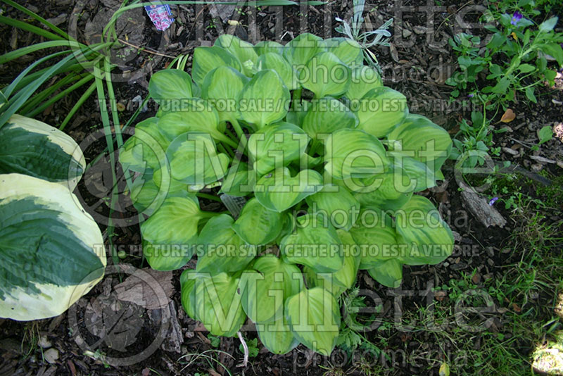 Hosta Heart And Soul (Hosta funkia august lily) 1