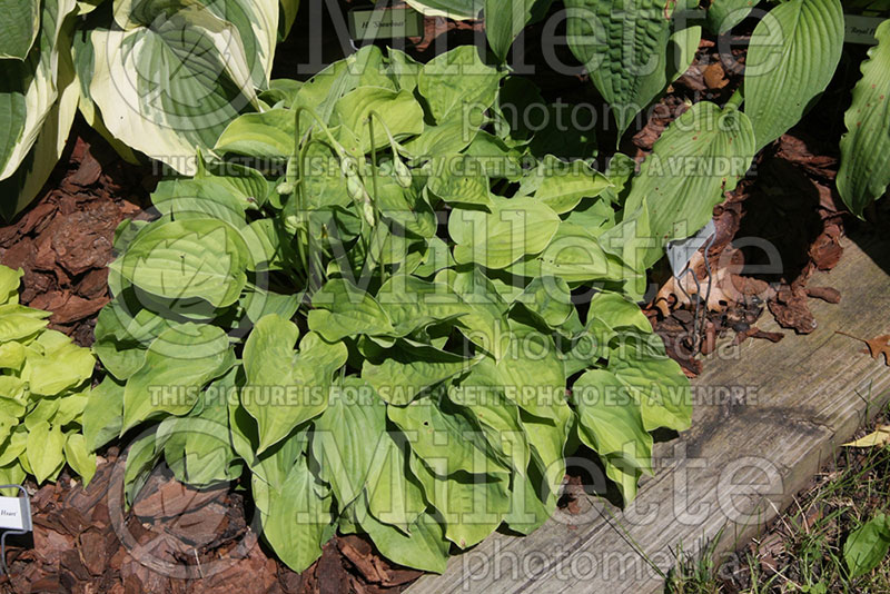 Hosta Heart Broken (Hosta funkia august lily) 1